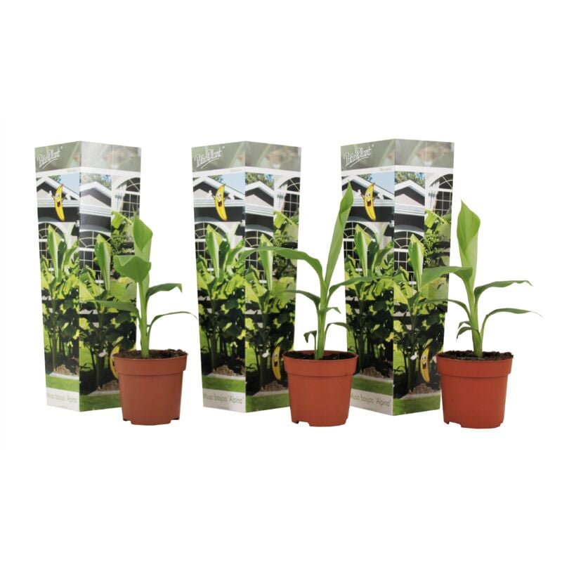 Plant In A Box - Musa Basjoo - Set de 3 - Plante de banane - Jardin - Pot 9cm - Hauteur 25-40cm - Jaune