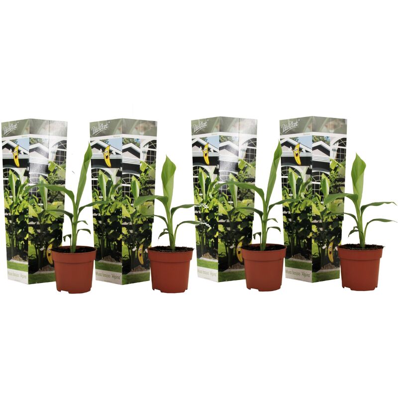 Musa Basjoo - Set de 4 - Plante bananier - Jardin - Pot 9cm - Hauteur 25-40cm - Jaune
