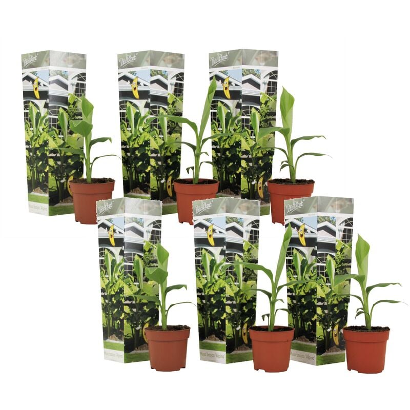 Musa Basjoo - Set de 6 - Plante bananier - Jardin - Pot 9cm - Hauteur 25-40cm - Jaune