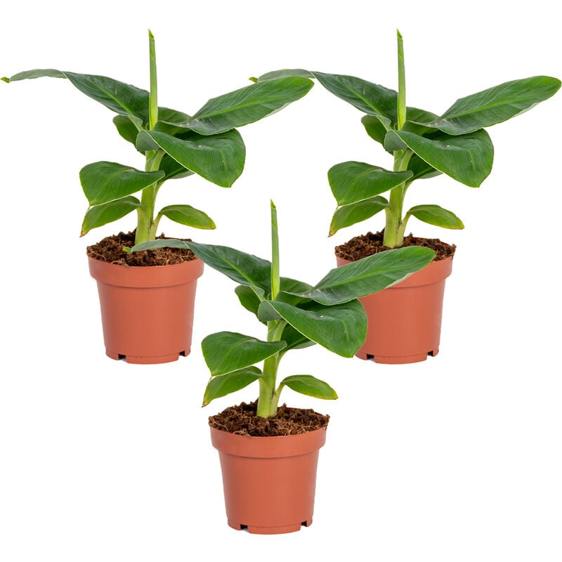 Bloomique - Musa 'Oriental Dwarf' - Bananier par 3 pièces - Plante d'intérieur dans le pot de culture ⌀12 - ↕25-35 cm - Green