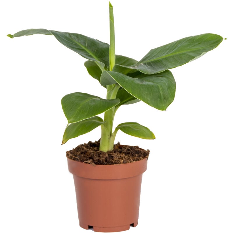 Bloomique - Musa' Oriental Dwarf - Bananier - Plante d'intérieur - Purificateur d'air - ⌀12 cm - ↕20-25 cm