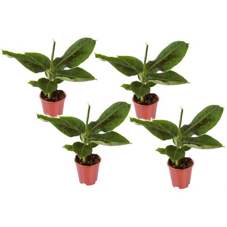 Musa Oriental Dwarf - Set de 4 - Plants de bananes - Pot 12cm - Hauteur 25-40