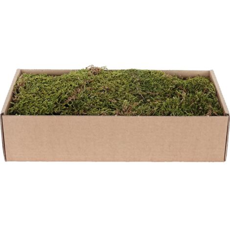 Muschio Piatto Essiccato 500 g Verde - Marrone