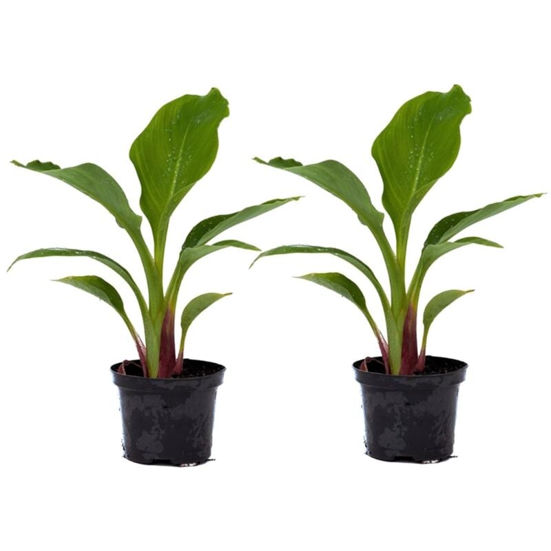 Plant In A Box - Musella lasiocarpa - Arbre fruitier - Lot de 2 - Pot 9cm - Hauteur 25-40cm - Jaune
