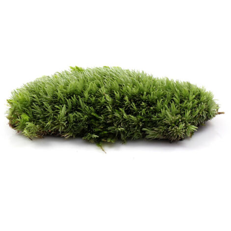 Musgo natural [8x10cm Verde] Kit de bricolaje para paisajes de hadas en miniatura para decoraciones