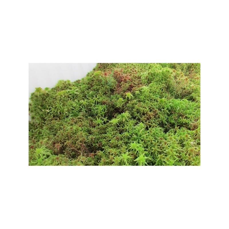 

Musgo sphagnum vivo 1 L