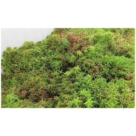 Musgo sphagnum vivo 1 L