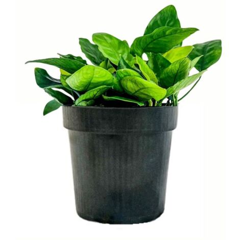 Mutterpflanze Aquariumpflanze Anubias barteri nana Nr.301 XL