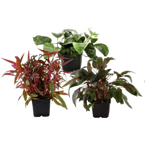 Mutterpflanzen Set mit 3 Tropica XL Topf Pflanzen Aquariumpflanzenset Nr.122