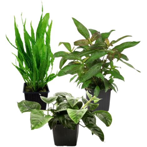 Mutterpflanzen Set mit 3 Tropica XL Topf Pflanzen Aquariumpflanzenset Nr.123
