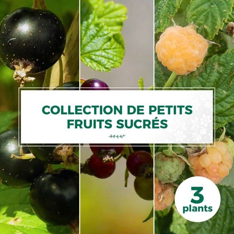 Pepinières Naudet - Collection de 3 petits fruits sucrés bio - Godet 9cm
