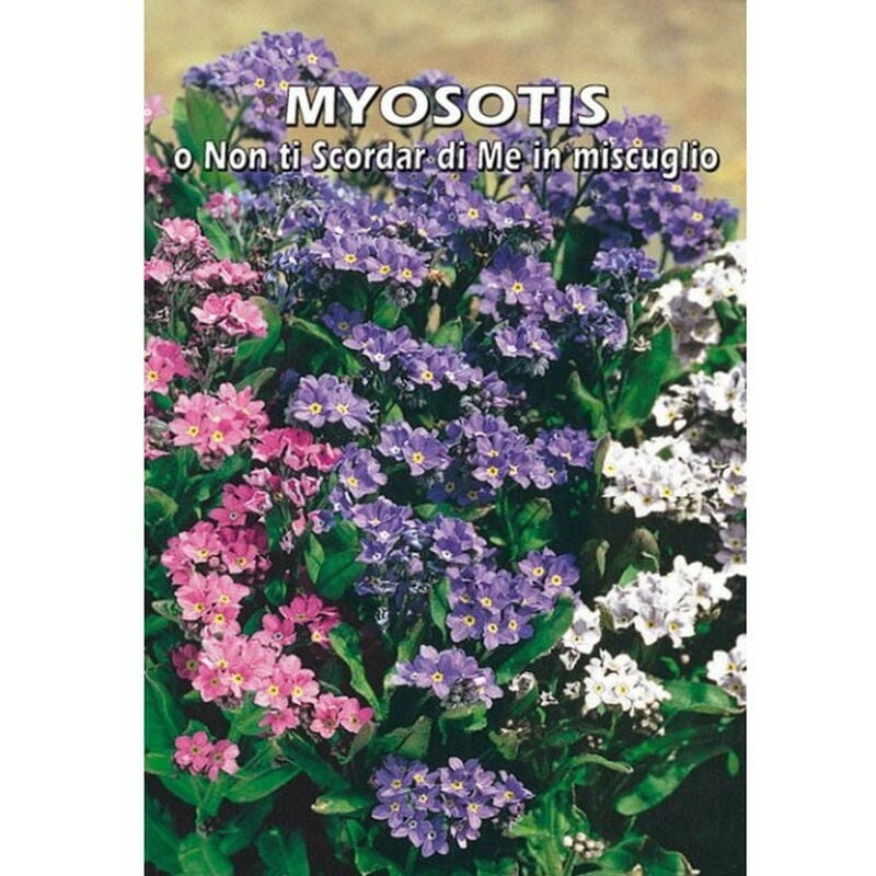 Myosotis in miscuglio (Semente)