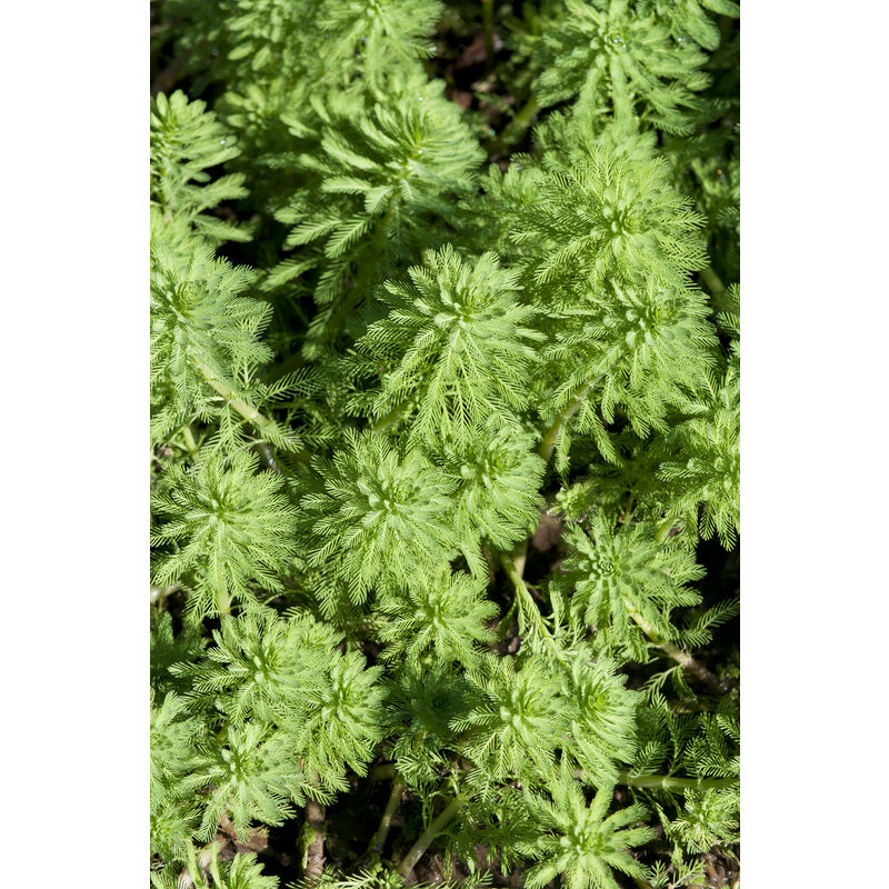Myriophyllum Red Stem P11H15