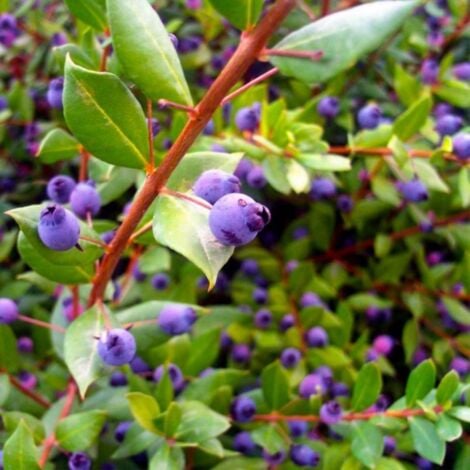 PÉPINIÈRES NAUDET Myrte Commun (Myrtus Communis)