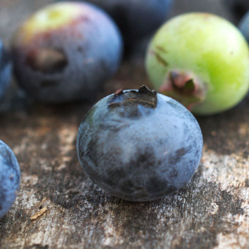 Myrtille Berkeley/Pot de 5L