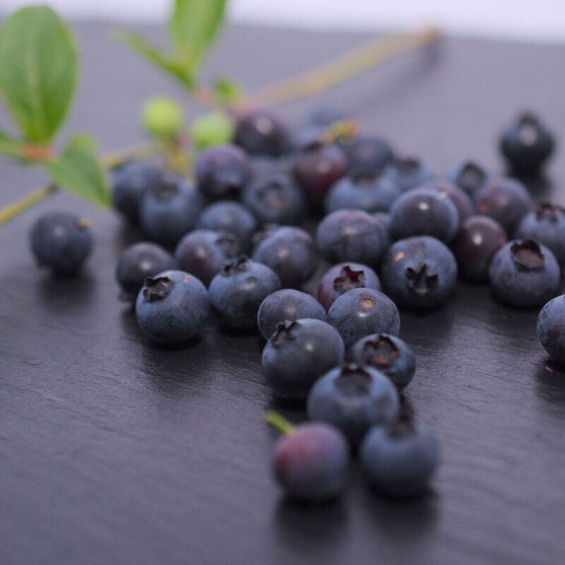 Myrtille Brigitta/Pot de 5L