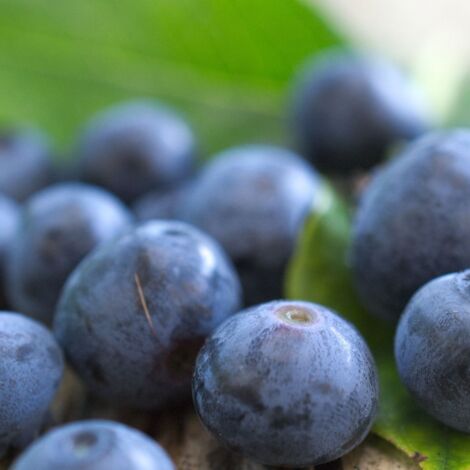 Myrtille corymbosum Ivanhoe | Pot de 1,5L - Tuteur bambou 30/60 cm