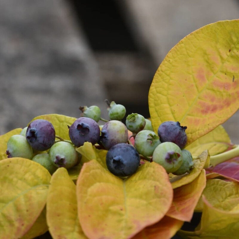 Plantes Avenue - Myrtille YelloBelloblue® 'Andval1601'/Pot de 2L