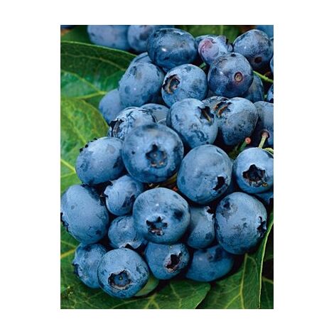 Myrtille d'Amérique 'Blue Pearl' Pot de 4L/5L