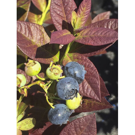 Myrtille d'Amérique 'Cabernet Splash' Pot de 2L/3L, Buisson