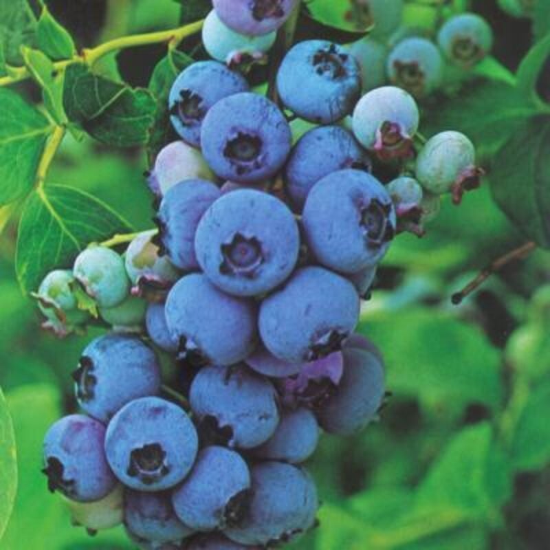 Myrtille blue crop - pot 1,5 l