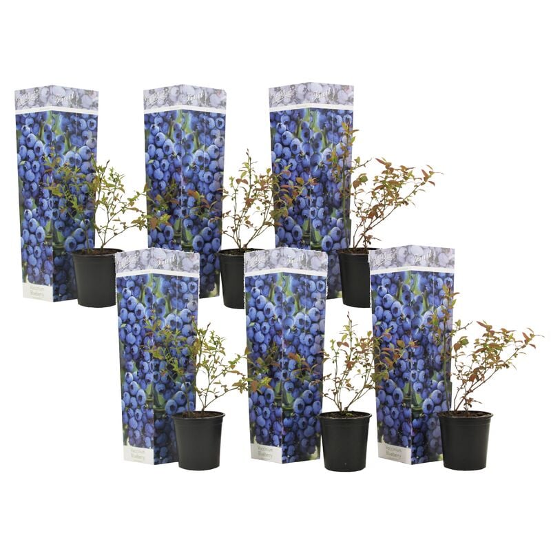 Plant In A Box - Myrtille - Set de 6 - Plante à baies - Pot 9cm - Hauteur 25-40cm - Blanc