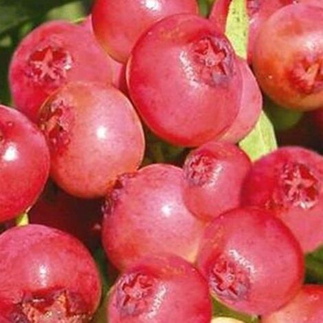 Myrtillier arbustive Pink Berry' - Vaccinium corymbosum Pink Berry' 50/60cm