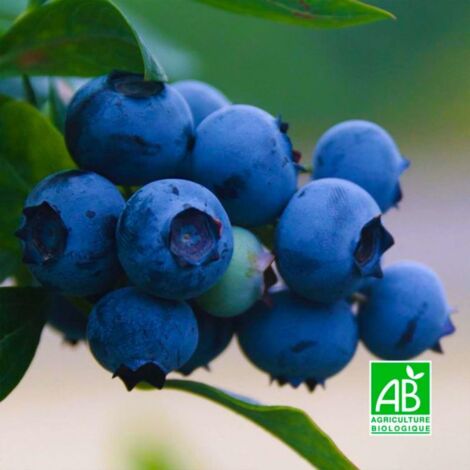 Myrtillier 'Centurion' BIO - Godet 9cm