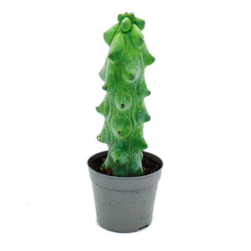 Exotenherz - Myrtillocactus geometrizans cv. fukurokuryuzinboku - Cactus boobie - rare cactus myrtille - pot de 6,5cm