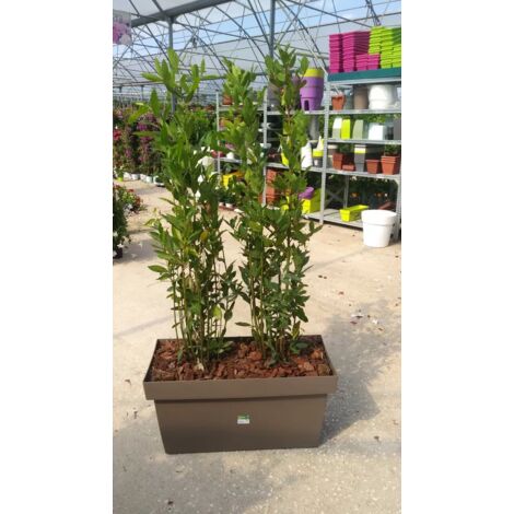 N. 1 VASO COMPLETO CON N. 2 PIANTE DI ALLORO ALTEZZA 160 CM  (foto reli)