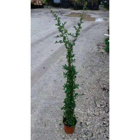 N. 10  PIANTE DI PIRACANTA BACCHE ROSSA  altezza 90/100 cm  siepe (foto reale)