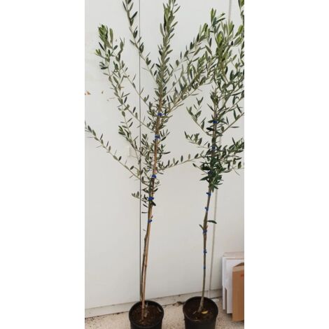 N. 10 PIANTE DI ULIVO FRANTOIO ALT. 150/170 CM IN VASO 20 CM (foto reali)