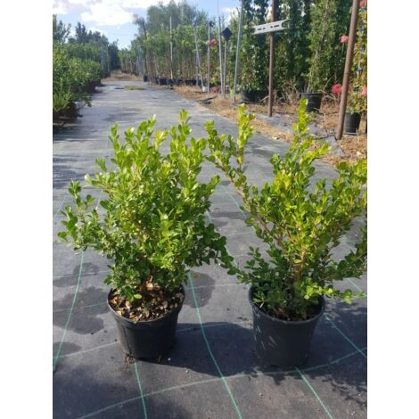 N. 2  PIANTE DI BUXUS BOSSO FAULKNER VASO CM 17 ALTEZZA 35 CM (foto reale) siepe