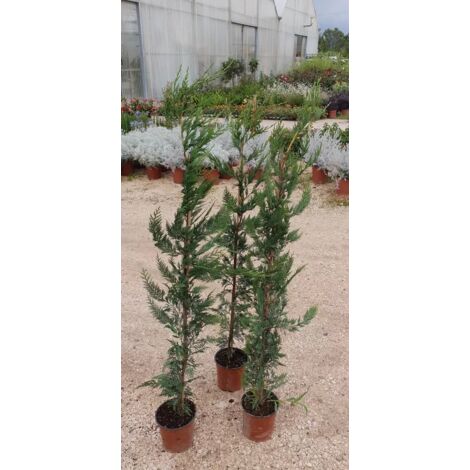N. 2 PIANTE DI CUPRESSOCYPARIS LEYLANDII in vaso "siepe" alt. 80/100cm