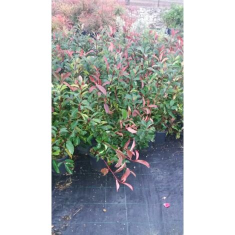 N. 25  PIANTE  DI PHOTINIA RED ROBIN vaso 18 cm altezza 50 cm rossa (foto reale)