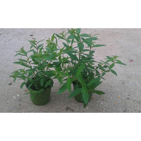 Consolida maggiore Symphytum officinale Vaso /Ø14cm