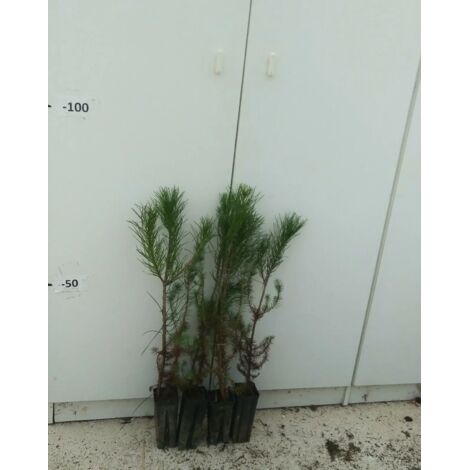 N 4 PIANTE DI PINUS PINEA PINO DA FRUTTO IN VASO 7X7 ALT 3040 CM(foto reali)