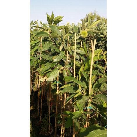 OLIVE TREE (Olea Europaea L.) : Olivo Dolce-Termite (vaso33 - Foto 4