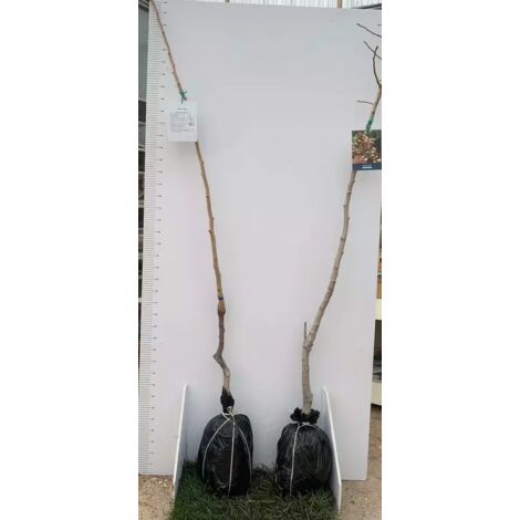 N.3 Piante di Pistacchio (2F + 1M) AEGINA innesto di 2 anni ALTEZZA 100/110