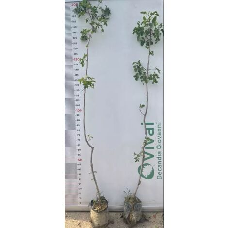N.3 PIANTE DI PISTACCHIO NAPOLETANA DI 4 ANNI (1M+2F) varietà  italiana