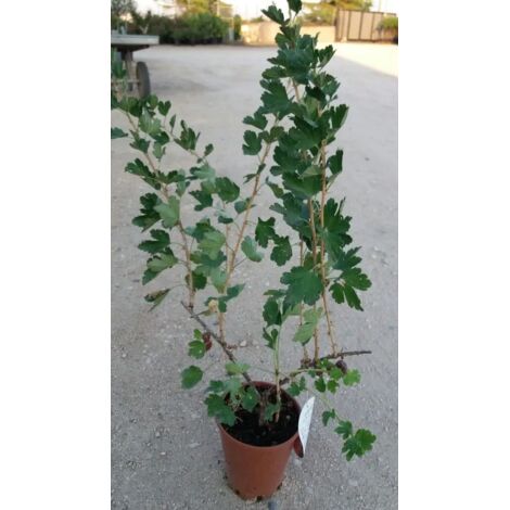 N.4 PIANTE DI FRUTTI BOSCO (1 RIBES + 1 LAMPONE ROSSO + 1 MORA + 1 UVA SPINA)