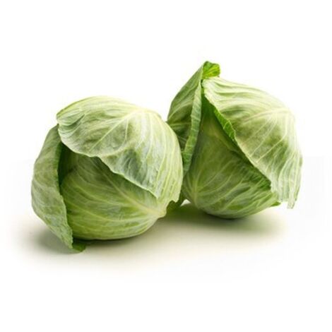 AUTRES Name Weißkohl 20kg - frisch, direkt vom Feld