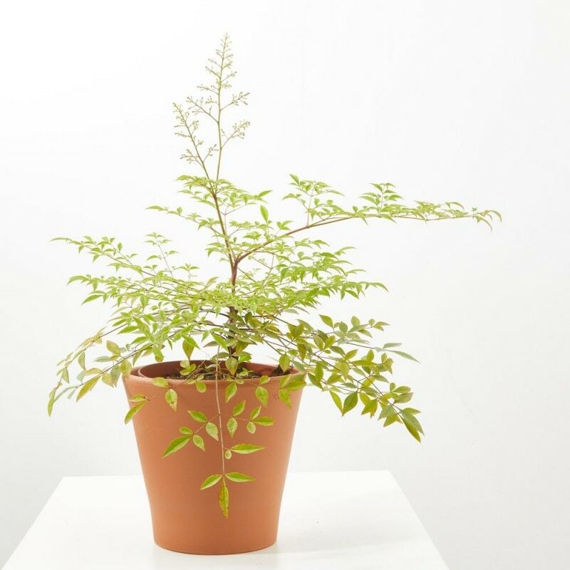 

NANDINA - BAMBU SAGRADO - Maceta 3 litros