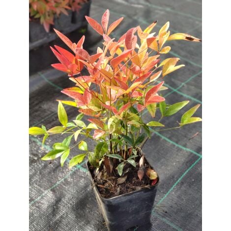 KENTIS - Nandina Domestica Bambù Sacro - Piante da Esterno Vere Sempreverdi