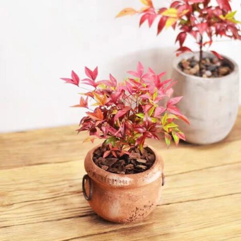 Nandina domestica "Bambu' Sacro" pianta sempreverde a cespuglio in vaso biodegradabile 8 cm