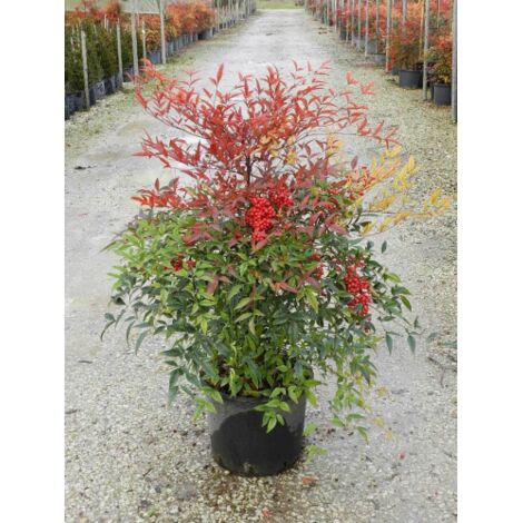 Nandina domestica "Bambu' Sacro" pianta sempreverde in vaso ø28 cm h 80/100 cm