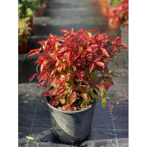 Nandina domestica Fire Power "Bambu' sacro" pianta sempreverde a cespuglio in vaso Ă¸19 cm