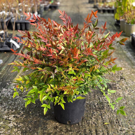 Nandina domestica "Gulf Stream" pianta sempreverde a cespuglio in vaso ø20 cm h. 30/50 cm FOTO REALE