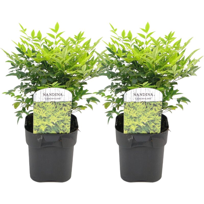 Plant In A Box - Nandina Lemon Lime - Ensemble de 2 - Pot 17cm - Hauteur 25-40cm - Blanc