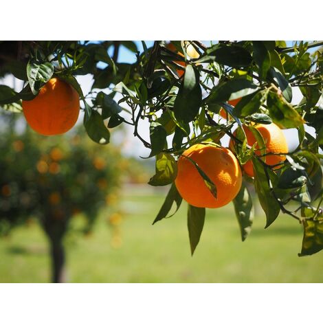Naranjo mandarino hibrido Ortanique
